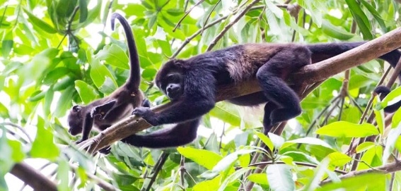 two howler monkeys