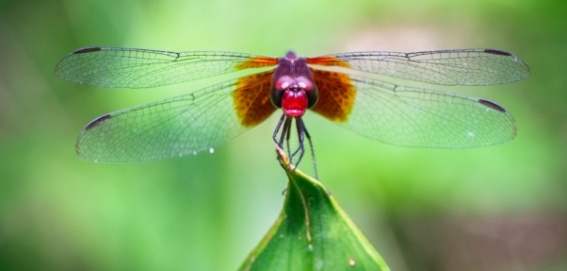 pink dragon fly on leaf