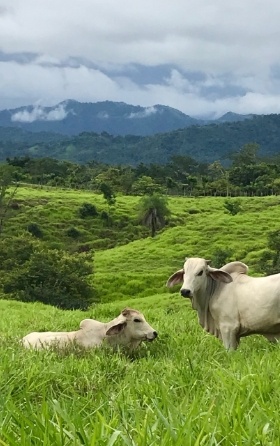 2 braman cows in pasture