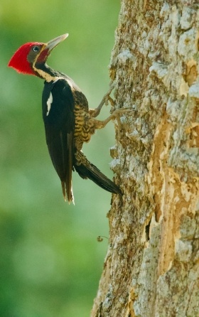 red headed woodpecker holding on to tree