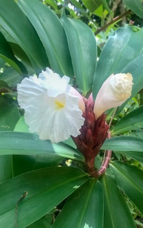white flowers on the side of the road in Montezuma
