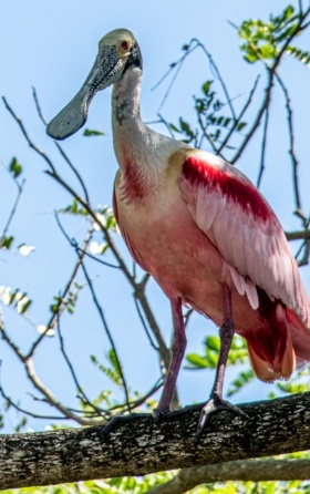 pink spoonbill on branch