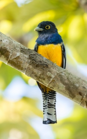 traragon bird with yellow chest on branch