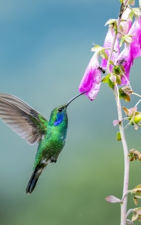 hummingbird sipping from pink flower