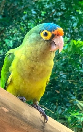 Rico the little green parrot