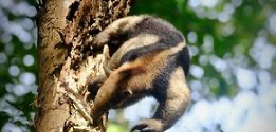 anteater descending tree