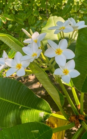 White Flor Blanca Flowers