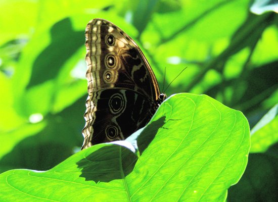 Butterfly Garden in Montezuma