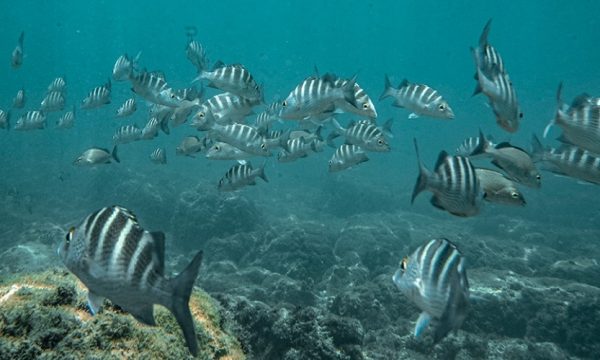 school of fish at Tortuga Island