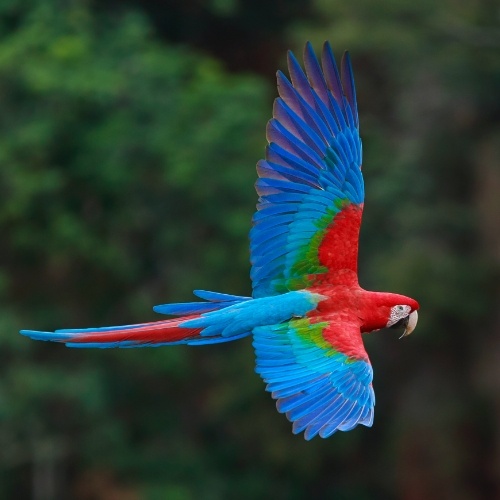 scarlet macaw flying in Montezuma Costa Rica