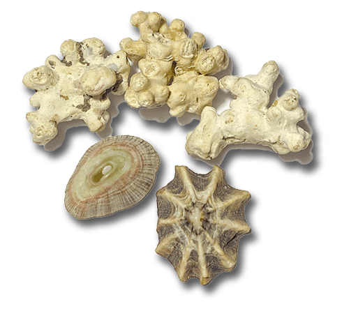 coral and shells found in Caboya