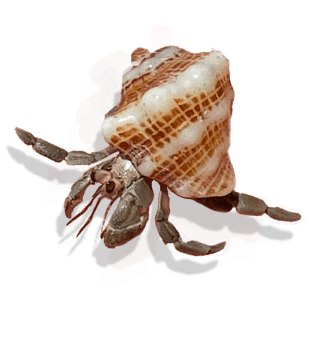 hermit crab