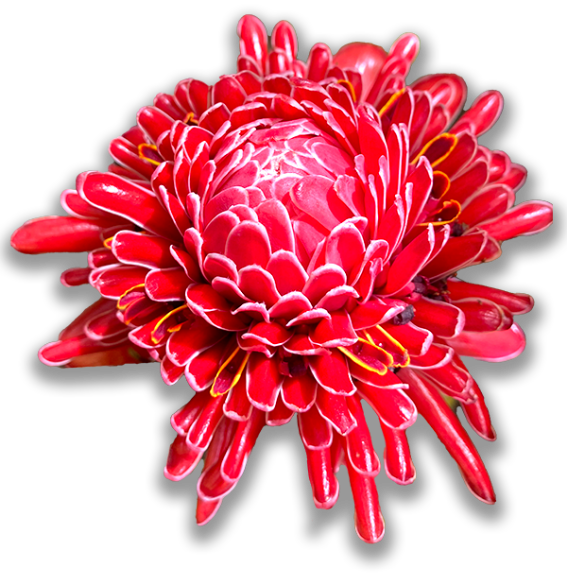 red tropical flower