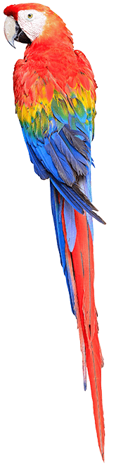 scarlet macaw