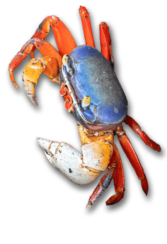 tajaline land crab